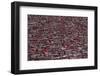 Red Houses-Ali Al-Jazeri-Framed Photographic Print