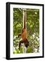 Red Howler Monkey (Alouatta Seniculus) Hanging by Prehensile Tail-Mark Bowler-Framed Photographic Print