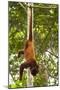 Red Howler Monkey (Alouatta Seniculus) Hanging by Prehensile Tail-Mark Bowler-Mounted Photographic Print