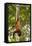 Red Howler Monkey (Alouatta Seniculus) Hanging by Prehensile Tail-Mark Bowler-Framed Stretched Canvas