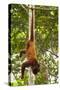 Red Howler Monkey (Alouatta Seniculus) Hanging by Prehensile Tail-Mark Bowler-Stretched Canvas