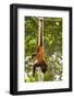 Red Howler Monkey (Alouatta Seniculus) Hanging by Prehensile Tail-Mark Bowler-Framed Photographic Print