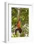 Red Howler Monkey (Alouatta Seniculus) Hanging by Prehensile Tail-Mark Bowler-Framed Photographic Print