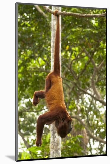 Red Howler Monkey (Alouatta Seniculus) Hanging by Prehensile Tail-Mark Bowler-Mounted Photographic Print