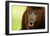 Red Howler Monkey (Alouatta Seniculus) Howling, Captive-Mark Bowler-Framed Photographic Print