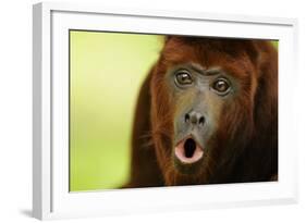 Red Howler Monkey (Alouatta Seniculus) Howling, Captive-Mark Bowler-Framed Photographic Print