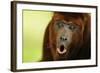 Red Howler Monkey (Alouatta Seniculus) Howling, Captive-Mark Bowler-Framed Photographic Print