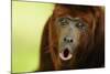 Red Howler Monkey (Alouatta Seniculus) Howling, Captive-Mark Bowler-Mounted Photographic Print