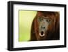 Red Howler Monkey (Alouatta Seniculus) Howling, Captive-Mark Bowler-Framed Photographic Print