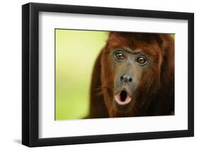 Red Howler Monkey (Alouatta Seniculus) Howling, Captive-Mark Bowler-Framed Photographic Print