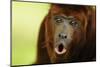 Red Howler Monkey (Alouatta Seniculus) Howling, Captive-Mark Bowler-Mounted Photographic Print