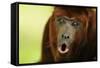 Red Howler Monkey (Alouatta Seniculus) Howling, Captive-Mark Bowler-Framed Stretched Canvas
