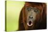 Red Howler Monkey (Alouatta Seniculus) Howling, Captive-Mark Bowler-Stretched Canvas