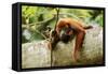 Red Howler Monkey-null-Framed Stretched Canvas
