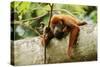 Red Howler Monkey-null-Stretched Canvas