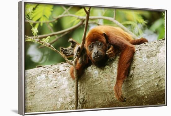 Red Howler Monkey-null-Framed Photographic Print