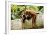 Red Howler Monkey-null-Framed Photographic Print