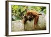 Red Howler Monkey-null-Framed Photographic Print