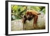 Red Howler Monkey-null-Framed Photographic Print