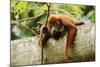 Red Howler Monkey-null-Mounted Photographic Print