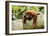 Red Howler Monkey-null-Framed Photographic Print