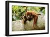 Red Howler Monkey-null-Framed Photographic Print