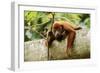 Red Howler Monkey-null-Framed Photographic Print