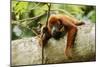 Red Howler Monkey-null-Mounted Photographic Print