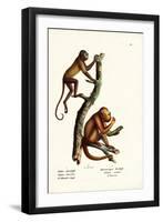 Red Howler Monkeys, 1824-Karl Joseph Brodtmann-Framed Premium Giclee Print