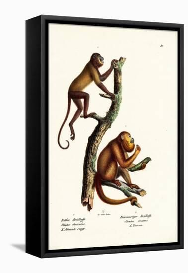 Red Howler Monkeys, 1824-Karl Joseph Brodtmann-Framed Stretched Canvas