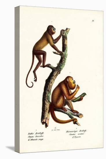 Red Howler Monkeys, 1824-Karl Joseph Brodtmann-Stretched Canvas