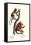 Red Howler Monkeys, 1824-Karl Joseph Brodtmann-Framed Stretched Canvas