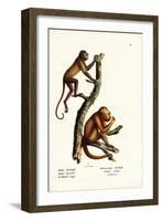 Red Howler Monkeys, 1824-Karl Joseph Brodtmann-Framed Giclee Print