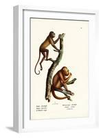 Red Howler Monkeys, 1824-Karl Joseph Brodtmann-Framed Giclee Print