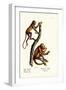 Red Howler Monkeys, 1824-Karl Joseph Brodtmann-Framed Giclee Print