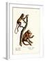 Red Howler Monkeys, 1824-Karl Joseph Brodtmann-Framed Giclee Print