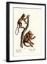 Red Howler Monkeys, 1824-Karl Joseph Brodtmann-Framed Giclee Print