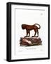 Red Howler-null-Framed Giclee Print