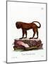 Red Howler-null-Mounted Giclee Print