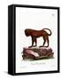 Red Howler-null-Framed Stretched Canvas