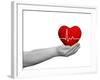 Red Human Heart Sign or Symbol with Pulse Held in Human Man or Woman Hands-bestdesign36-Framed Premium Photographic Print