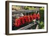 Red Hungarian Hot Chili Locally known as Paprika, Kalocsa, Hungary-Martin Zwick-Framed Photographic Print