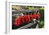 Red Hungarian Hot Chili Locally known as Paprika, Kalocsa, Hungary-Martin Zwick-Framed Photographic Print