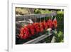 Red Hungarian Hot Chili Locally known as Paprika, Kalocsa, Hungary-Martin Zwick-Framed Photographic Print