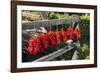 Red Hungarian Hot Chili Locally known as Paprika, Kalocsa, Hungary-Martin Zwick-Framed Photographic Print