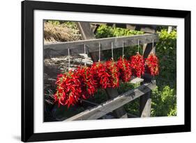 Red Hungarian Hot Chili Locally known as Paprika, Kalocsa, Hungary-Martin Zwick-Framed Photographic Print