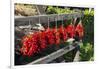 Red Hungarian Hot Chili Locally known as Paprika, Kalocsa, Hungary-Martin Zwick-Framed Photographic Print