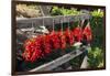 Red Hungarian Hot Chili Locally known as Paprika, Kalocsa, Hungary-Martin Zwick-Framed Photographic Print