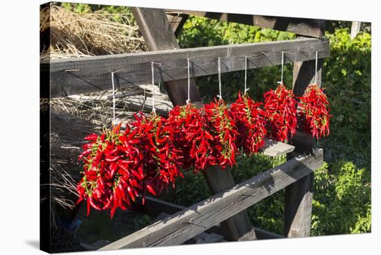 Red Hungarian Hot Chili Locally known as Paprika, Kalocsa, Hungary-Martin Zwick-Stretched Canvas