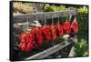 Red Hungarian Hot Chili Locally known as Paprika, Kalocsa, Hungary-Martin Zwick-Framed Stretched Canvas